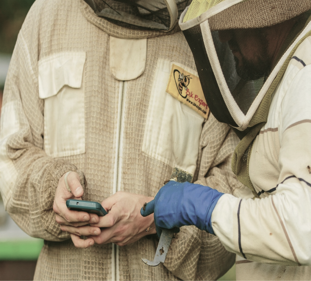 Two beekeepers in protective suits looking at data on a smartphone in the field.
